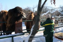 Верблюды пробуют блины с ягодами калины