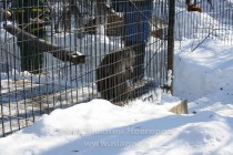 Японский макак Самурай