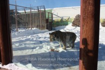 Тигрица Амура