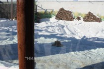 Блинный торт в вольере тигров