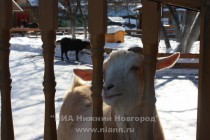 А козам из экспозиции Русская деревня блинов не досталось…