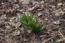 Первый в этом году общегородской субботник прошел в Нижнем Новгороде