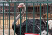 Мастер-класс по росписи страусиных яиц в нижегородском зоопарке Лимпопо