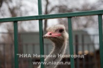 Мастер-класс по росписи страусиных яиц в нижегородском зоопарке Лимпопо