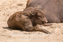 Сразу после появления на свет новорождённую осмотрели ветеринары зоопарка и сообщили об отличном состоянии здоровья девочки