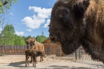 Имя малышке дадут опекуны зубров