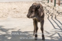 В семье зубров Мурата и Музы родился малыш