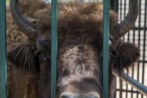 В семье зубров Мурата и Музы родился малыш