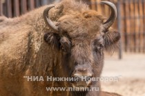 В семье зубров Мурата и Музы родился малыш