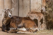 Малышка уже умеет стоять на ногах и везде следует за своей мамой
