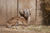 Имя малышке дадут опекуны муфлонов
