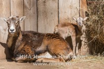 В семье муфлонов Старки и Стейси родился малыш