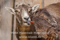 В семье муфлонов Старки и Стейси родился малыш