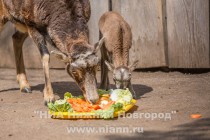 В семье муфлонов Старки и Стейси родился малыш