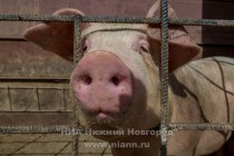 Свиньи содержатся в условиях, приближенных к природной среде обитания