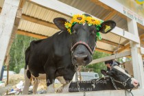 Межрегиональная аграрная выставка Приволжский день поля в Кстовском районе Нижегородской области