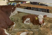 Межрегиональная аграрная выставка Приволжский день поля в Кстовском районе Нижегородской области