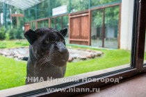 Работники нижегородского зоопарка Лимпопо показали котят ягуара, родившихся в зоопарке