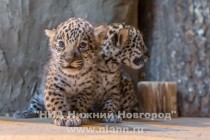 Работники нижегородского зоопарка Лимпопо показали котят ягуара, родившихся в зоопарке