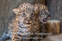 Работники нижегородского зоопарка Лимпопо показали котят ягуара, родившихся в зоопарке