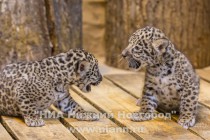 Работники нижегородского зоопарка Лимпопо показали котят ягуара, родившихся в зоопарке