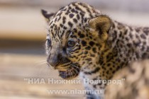 Работники нижегородского зоопарка Лимпопо показали котят ягуара, родившихся в зоопарке