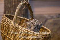 Работники нижегородского зоопарка Лимпопо показали котят ягуара, родившихся в зоопарке