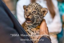 Работники нижегородского зоопарка Лимпопо показали котят ягуара, родившихся в зоопарке