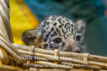 Работники нижегородского зоопарка Лимпопо показали котят ягуара, родившихся в зоопарке