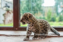 Работники нижегородского зоопарка Лимпопо показали котят ягуара, родившихся в зоопарке