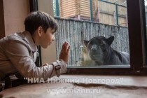 Работники нижегородского зоопарка Лимпопо показали котят ягуара, родившихся в зоопарке