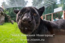 Работники нижегородского зоопарка Лимпопо показали котят ягуара, родившихся в зоопарке