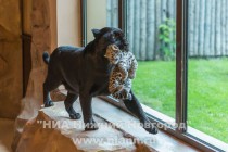 Работники нижегородского зоопарка Лимпопо показали котят ягуара, родившихся в зоопарке