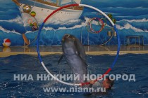 Обновленный дельфинарий открылся в парке имени 1 мая в Нижнем Новгороде