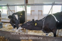 Племзавод Пушкинское