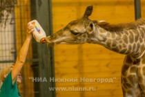 День рождения жирафа Радуги отметили в нижегородском зоопарке Лимпопо