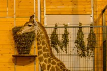 День рождения жирафа Радуги отметили в нижегородском зоопарке Лимпопо