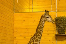 День рождения жирафа Радуги отметили в нижегородском зоопарке Лимпопо