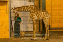 День рождения жирафа Радуги отметили в нижегородском зоопарке Лимпопо