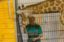 День рождения жирафа Радуги отметили в нижегородском зоопарке Лимпопо