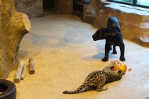 Нижегородский зоопарк Лимпопо отметил Праздник тыквы