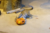 Нижегородский зоопарк Лимпопо отметил Праздник тыквы