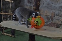 Нижегородский зоопарк Лимпопо отметил Праздник тыквы