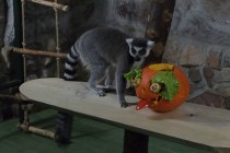 Нижегородский зоопарк Лимпопо отметил Праздник тыквы