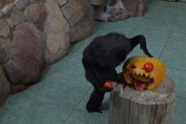 Нижегородский зоопарк Лимпопо отметил Праздник тыквы