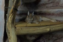 Нижегородский зоопарк Лимпопо отметил Праздник тыквы