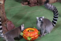 Нижегородский зоопарк Лимпопо отметил Праздник тыквы