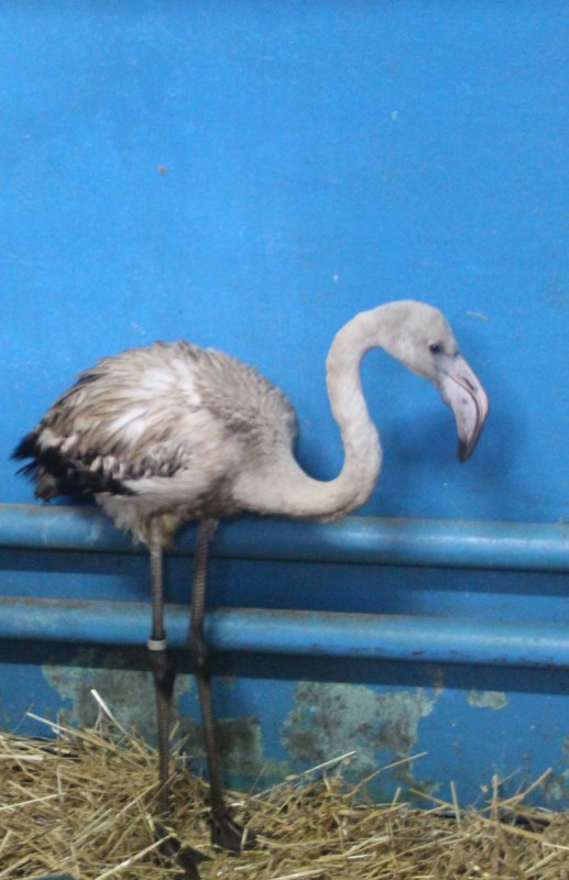 Прилетевшего на территорию Нижегородской области розового фламинго приютили в зоопарке Лимпопо