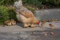 Есть здесь и детский мини-зоопарк, контактный зоопарк Бабушкин дворик, где можно пообщаться с домашними животными