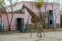 Есть в зоопарке жирафы, страусы, тигры и другие животные, у многих открытые вольеры, например страусов можно потрогать, а жирафа покормить и погладить